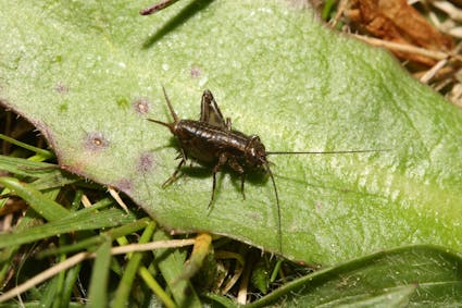 Jahresthema 2026: tierisch vielfältig. Freuen Sie sich auf eine besondere Ballenberg-Saison, die ganz im Zeichen der tierischen Vielfalt steht.