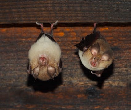 Jahresthema 2026: tierisch vielfältig. Freuen Sie sich auf eine besondere Ballenberg-Saison, die ganz im Zeichen der tierischen Vielfalt steht.