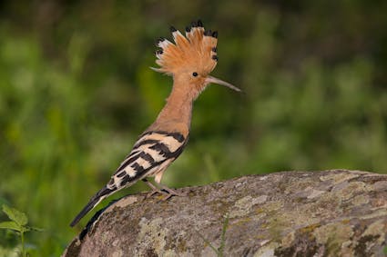 Jahresthema 2026: tierisch vielfältig. Freuen Sie sich auf eine besondere Ballenberg-Saison, die ganz im Zeichen der tierischen Vielfalt steht.