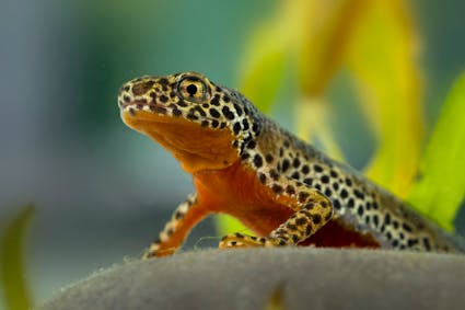 Jahresthema 2026: tierisch vielfältig. Freuen Sie sich auf eine besondere Ballenberg-Saison, die ganz im Zeichen der tierischen Vielfalt steht.