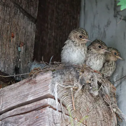 Unter der kundigen Leitung des erfahrenen Hans-Ueli Thöni entdecken Sie auf einem gemütlichen Spaziergang durch das Gelände des Freilichtmuseums die einheimische Vogelwelt und Natur.