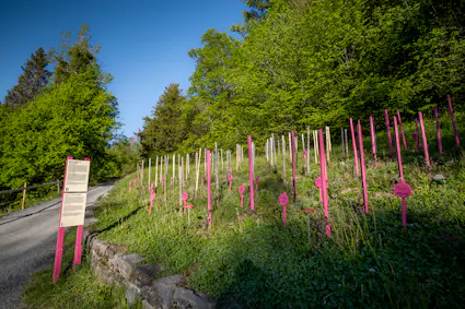 Jahresthema 2025 «Biodiversität – der Ballenberg blüht»