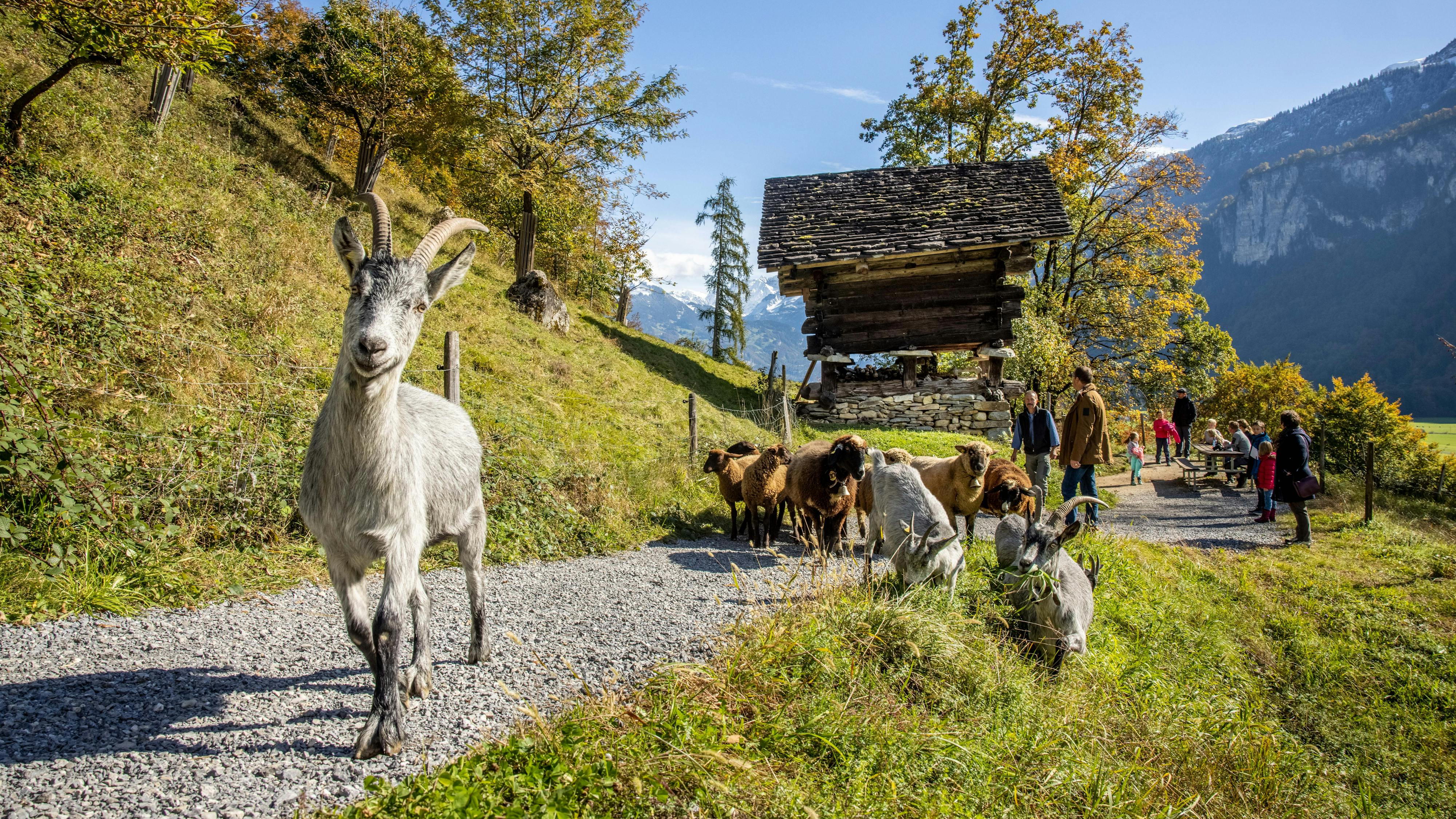 Im Freilichtmuseum Ballenberg sind über 200 Bauernhoftiere zu Gast - auch verschiedene Rassen von Ziegen und Schafen.
