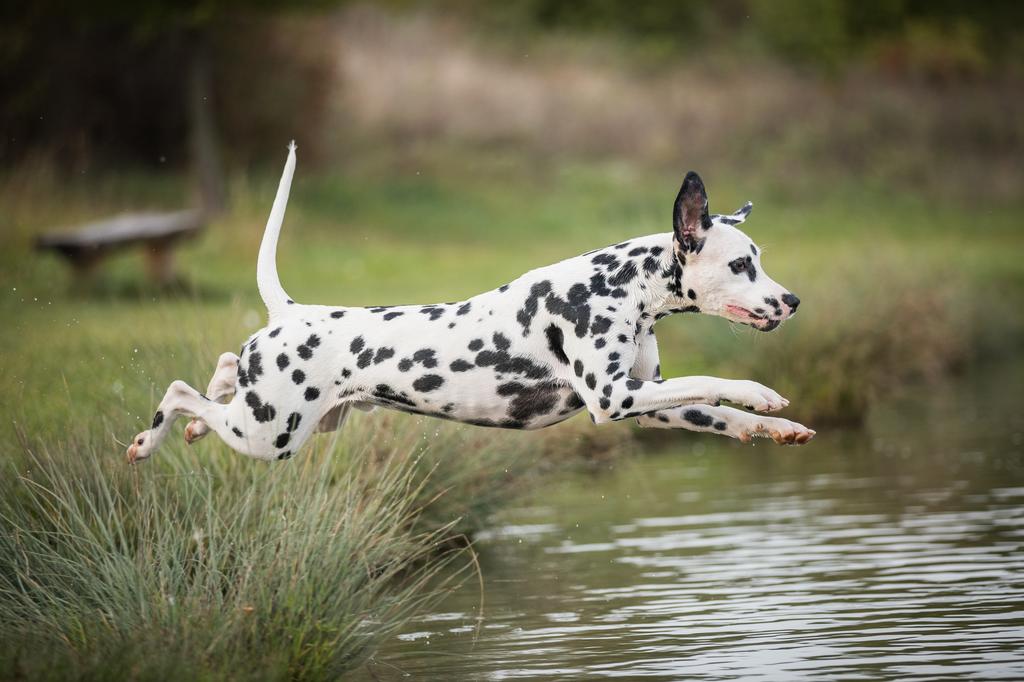 Dalmatian