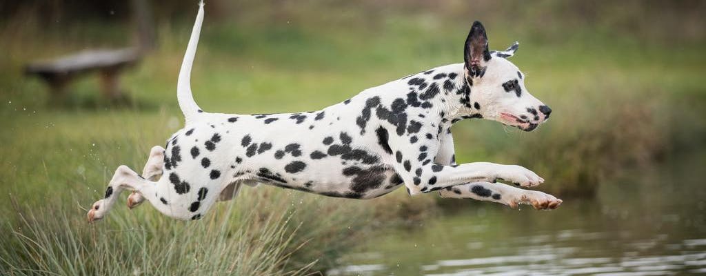 Dalmatian