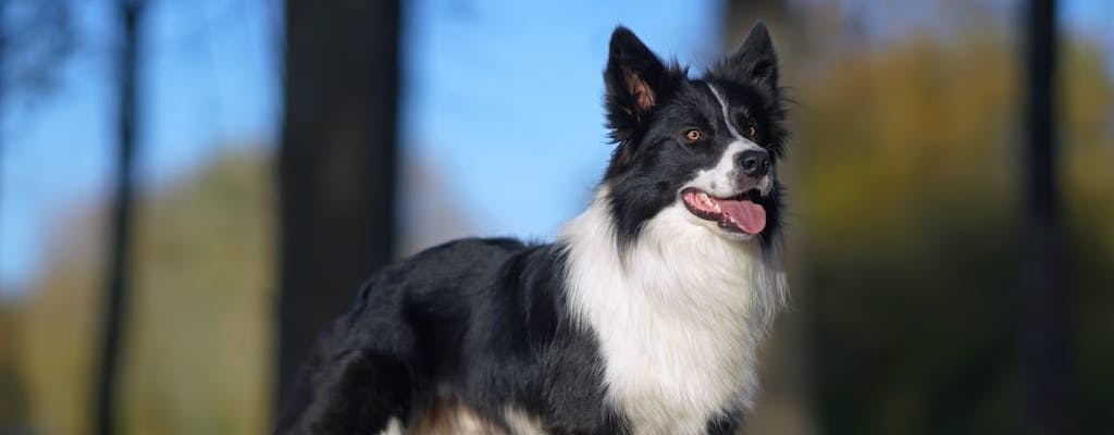 Border Collie
