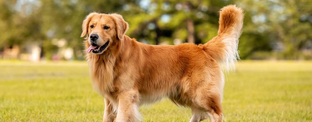 Golden Retriever