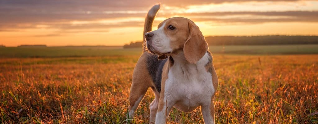 Beagle