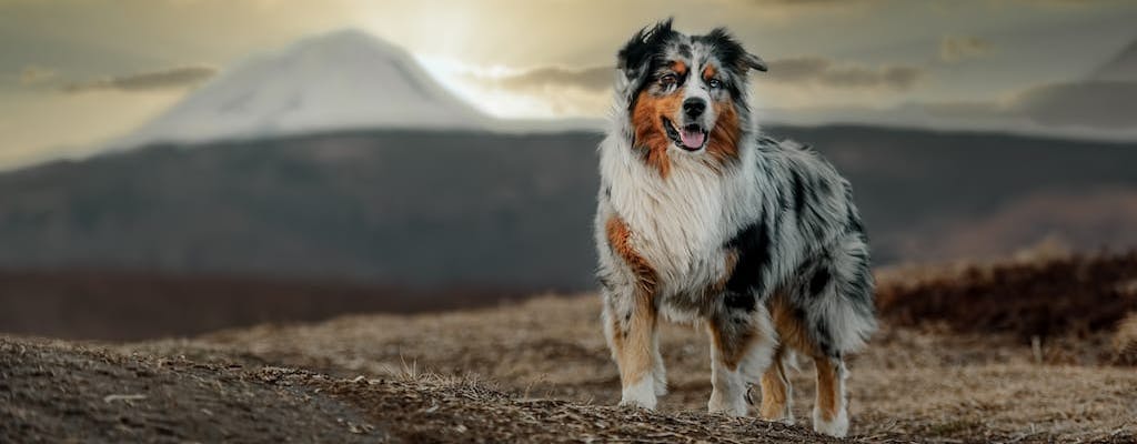 Australian Shepherd