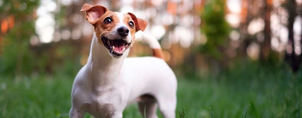 Russell Terrier