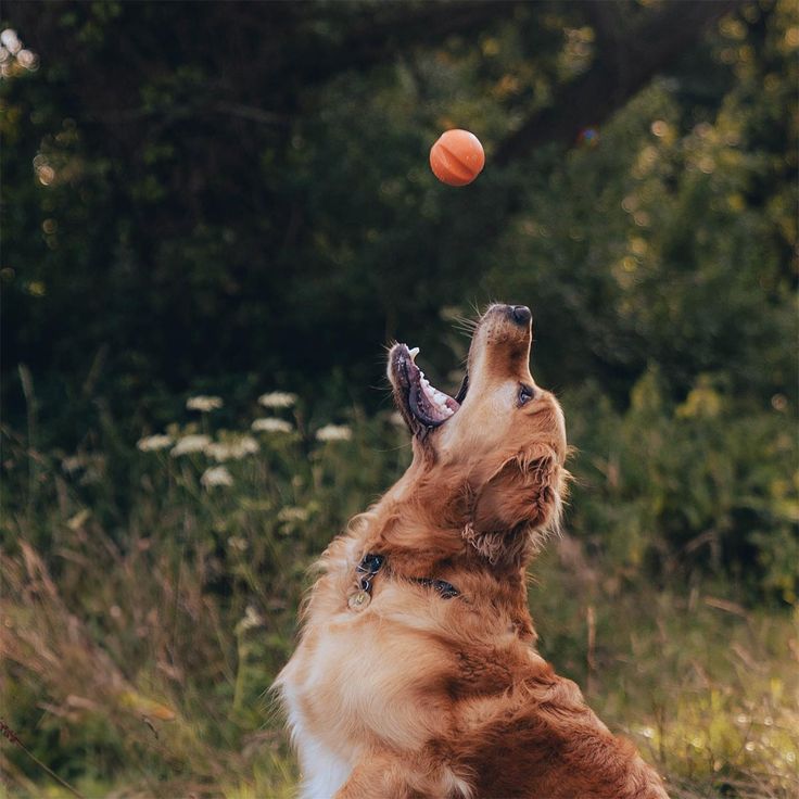dog playing with ball