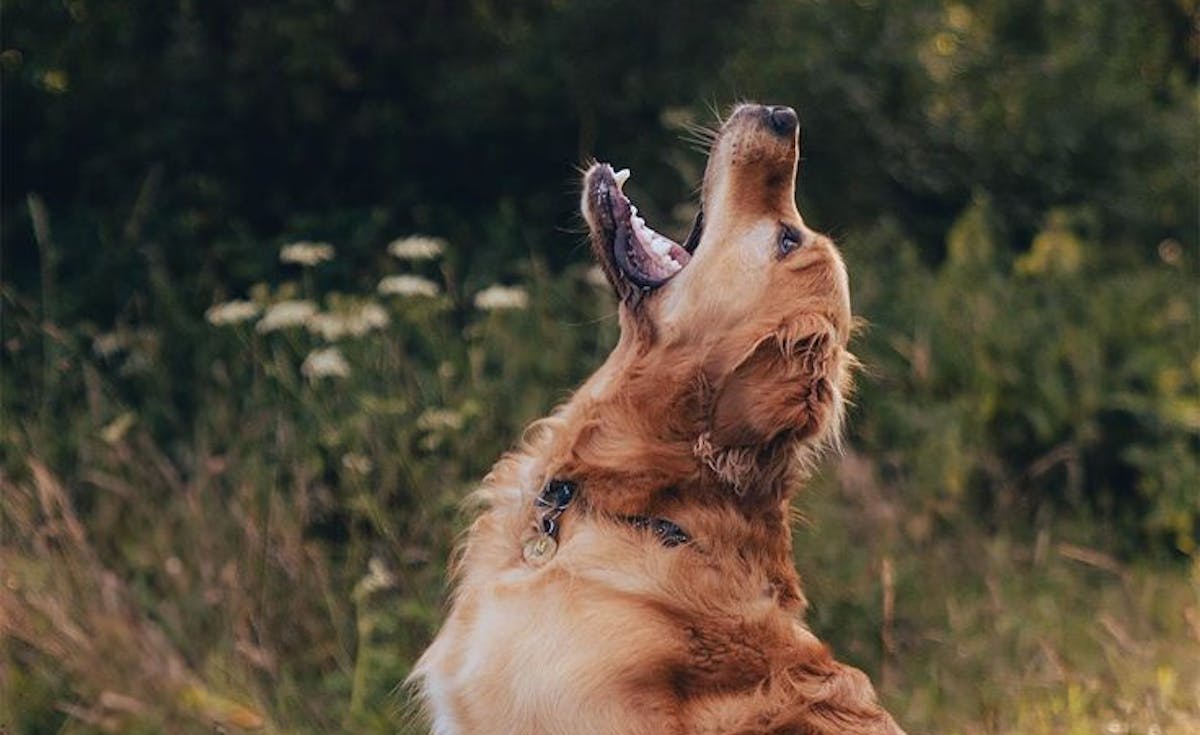 dog playing with ball