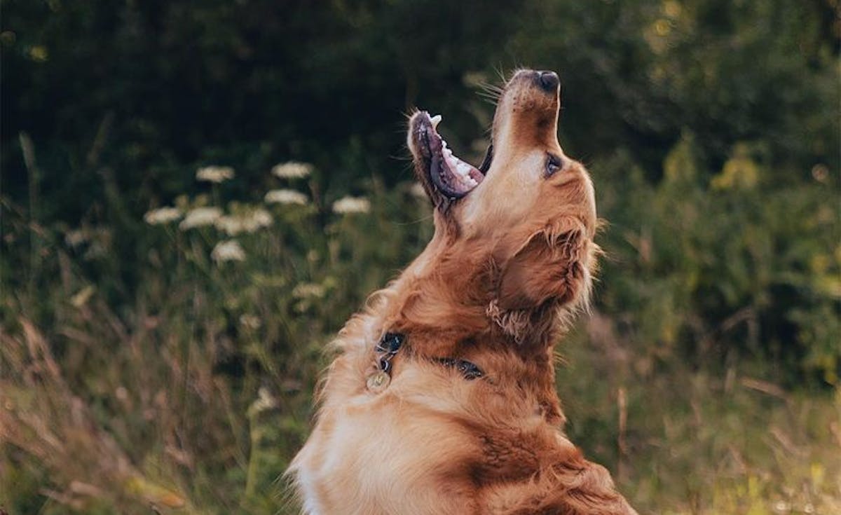 dog playing with ball
