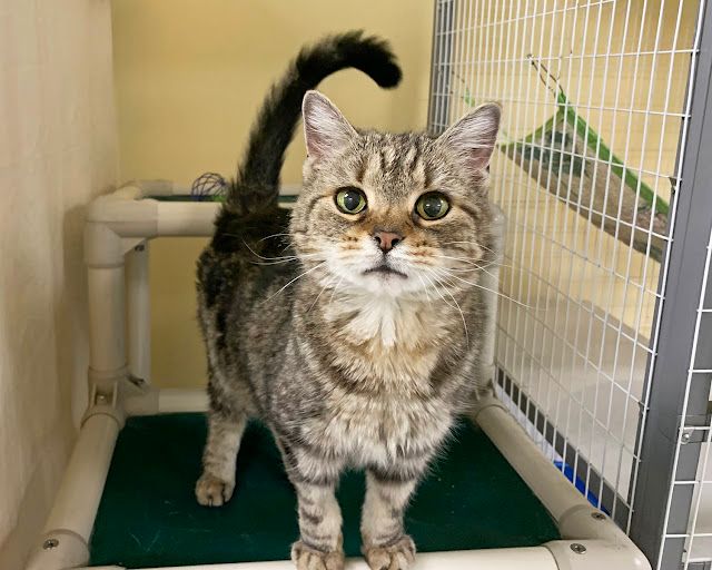 Cat in Animal Shelter