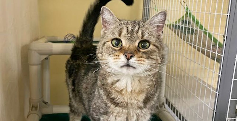 Cat in Animal Shelter