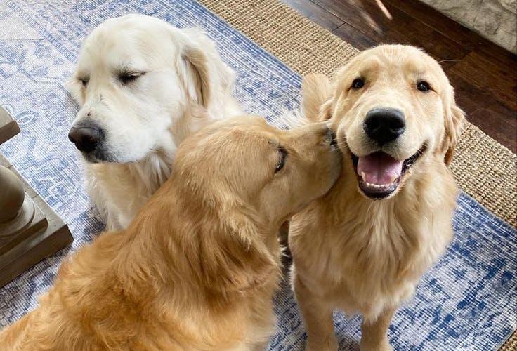 dogs together at home