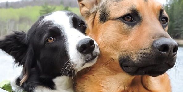 two dogs hugging