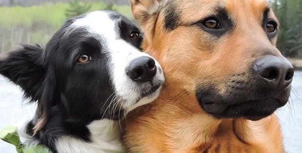 two dogs hugging