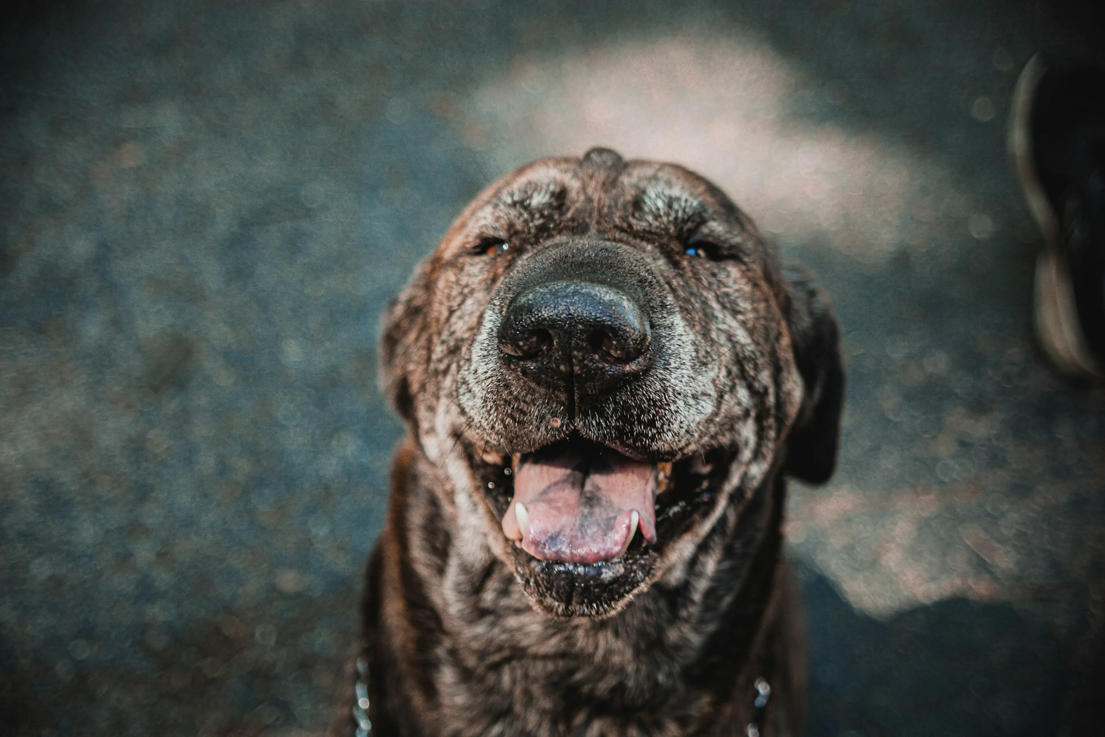 rescue-dog