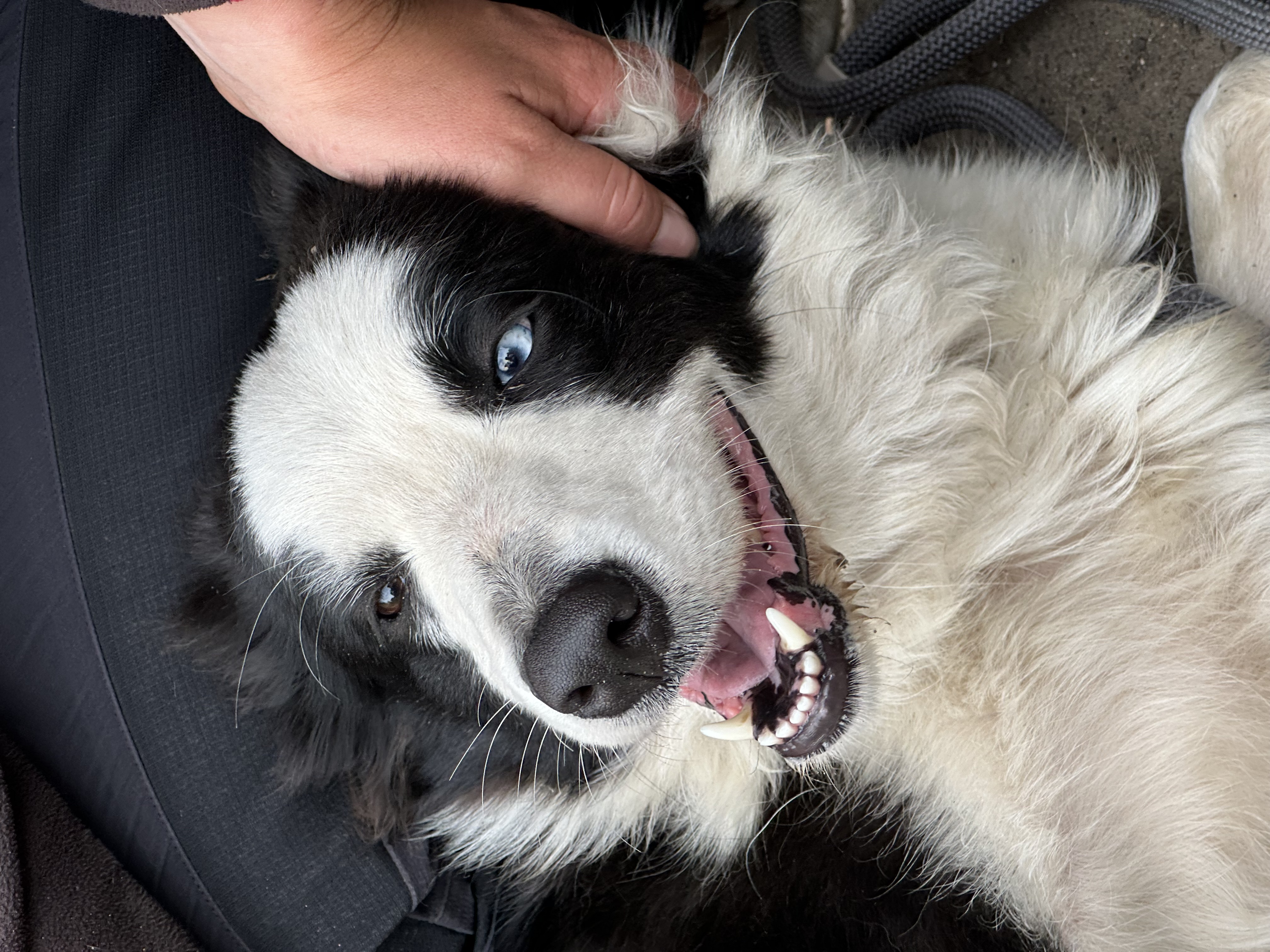 Balu und Tierschutzverein Oberhavel 