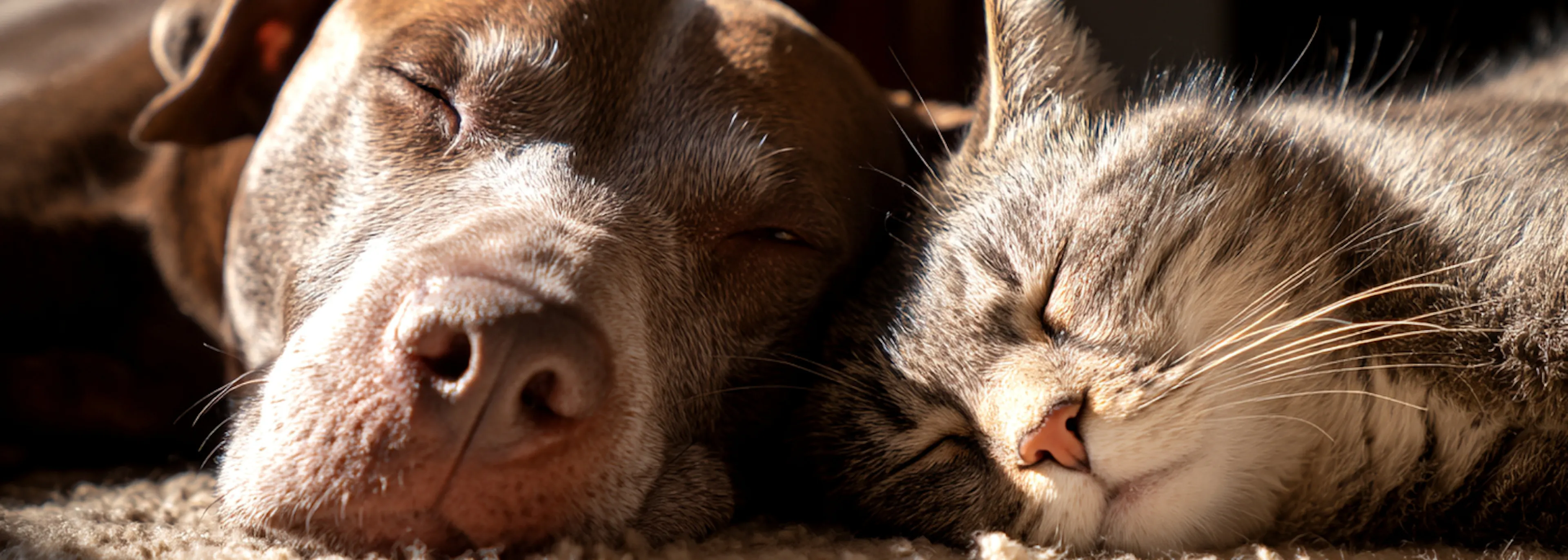 How Much Does a Pet Really Cost? Full Breakdown of Costs & Responsibilities