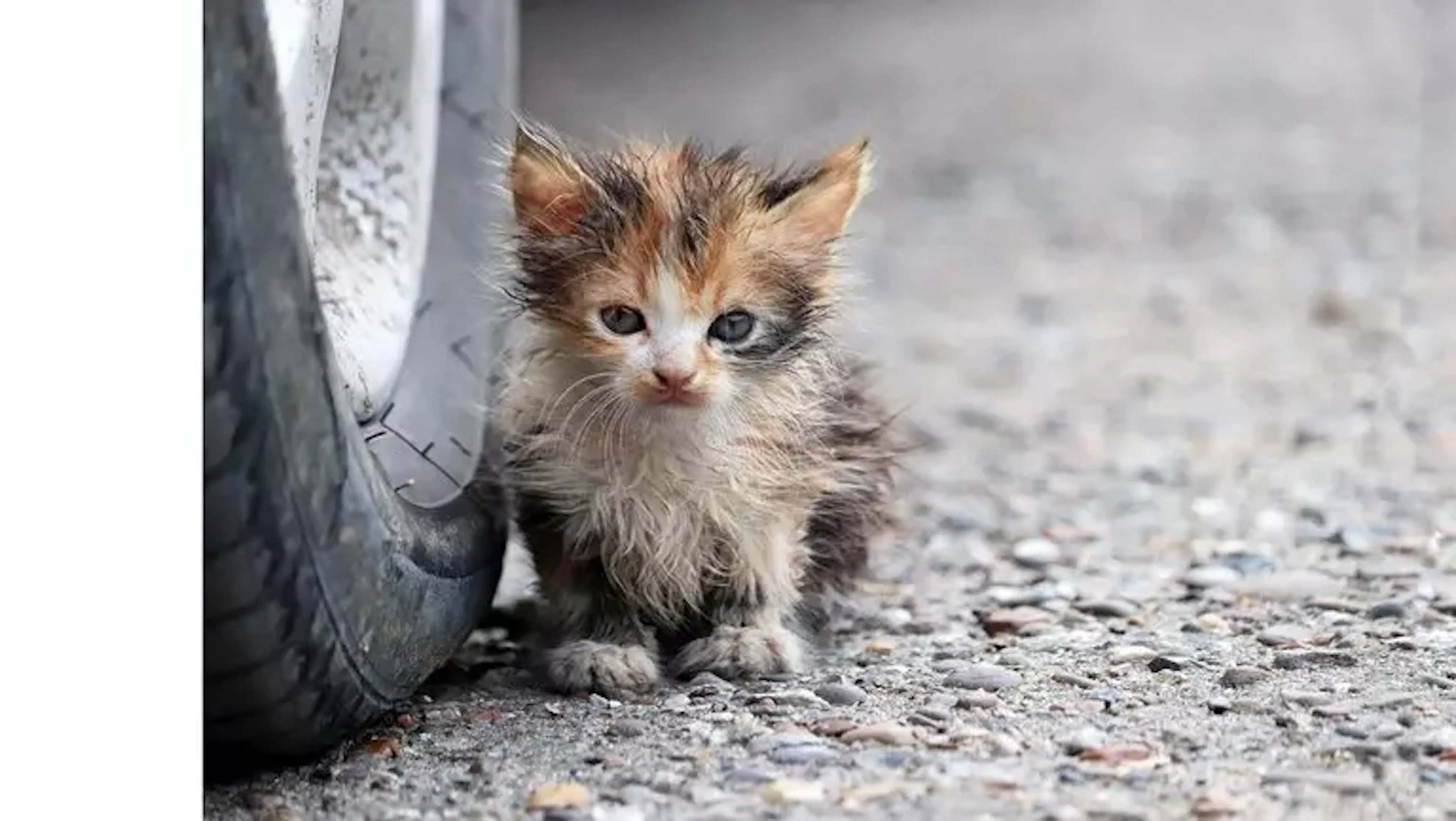 Spring Kitten Season: Why Now Is the Time to Act