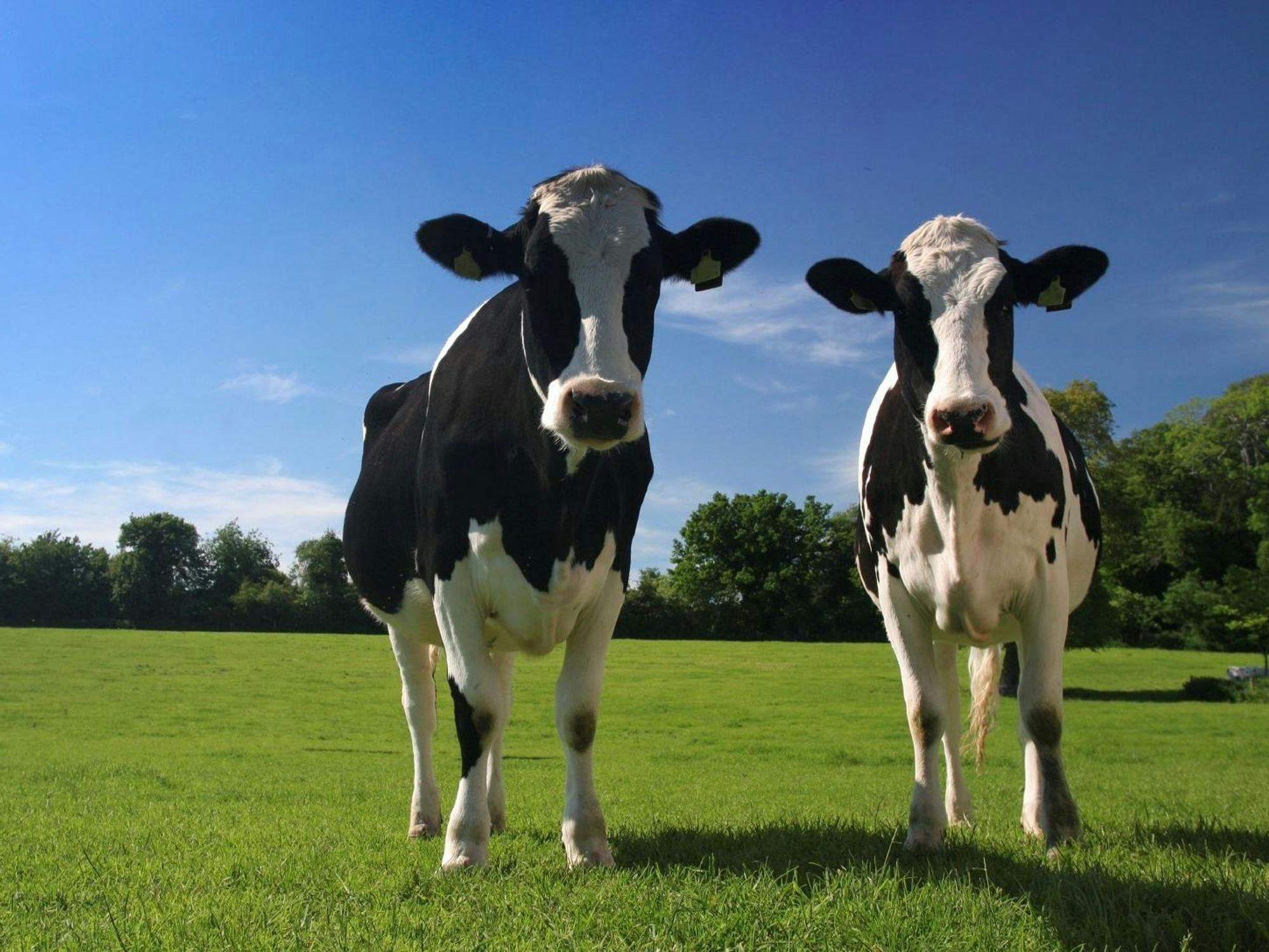 Stock photo of two cows