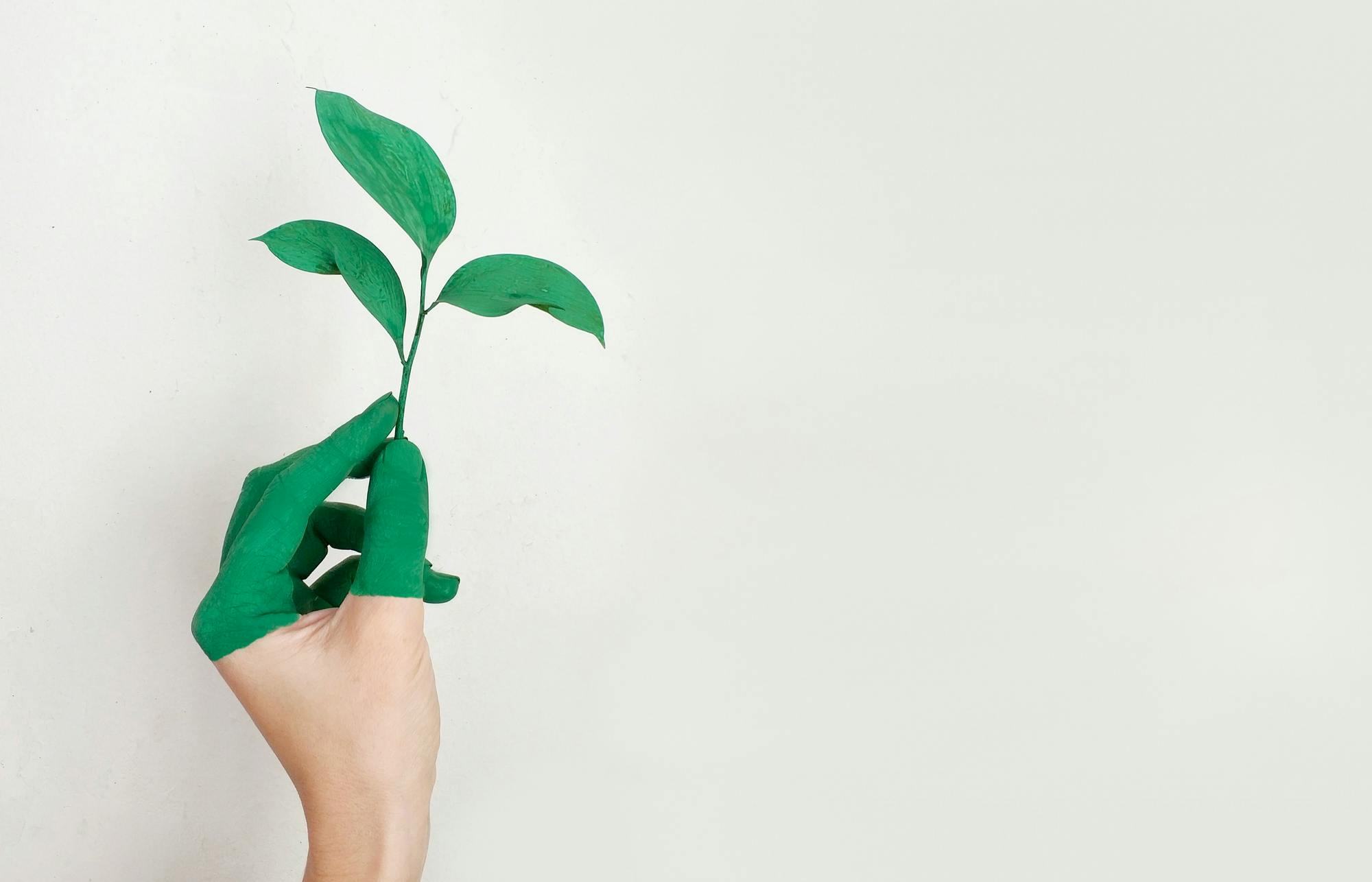 Stock photo of hand holding leaves