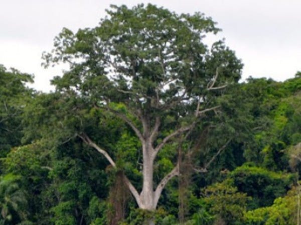 What Do Forest Rights Have To Do With Climate Change Bank 