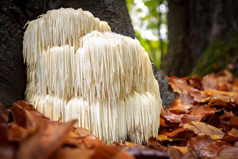 Lion's Mane Mushroom