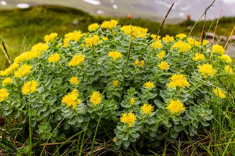 Rhodiola plant