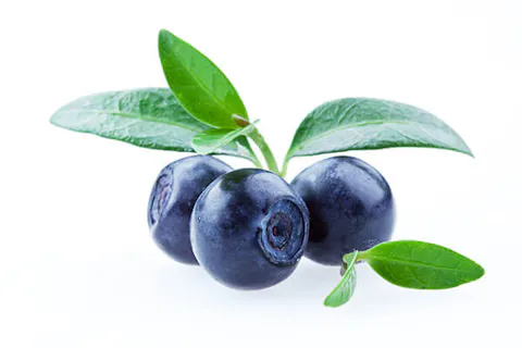 organic bilberry
