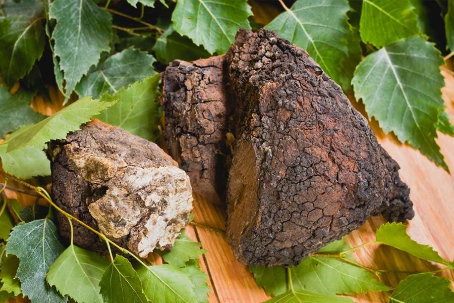 Buy Chaga Mushroom Online