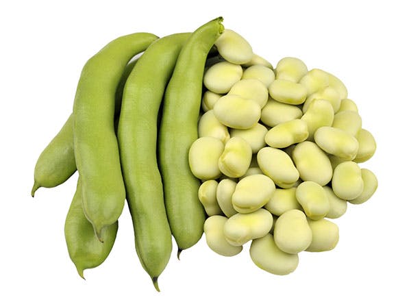 Australian Fava Bean