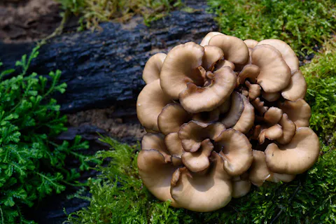 Maitake mushrooms