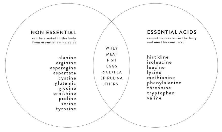 essential-non-essential-amino-acids