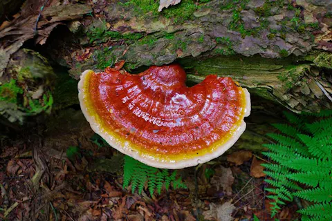 Ganoderma lucidum (Reishi)