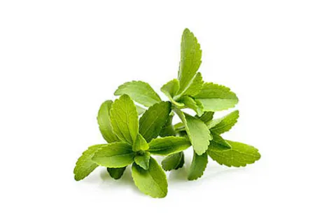 organic stevia