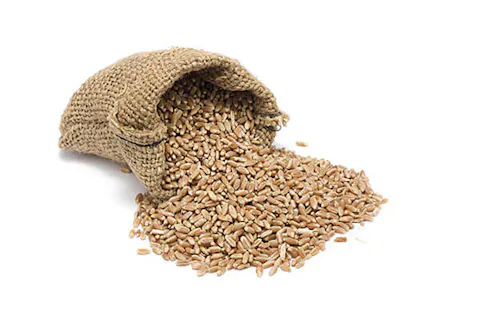 organic brown rice protein powder