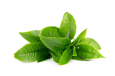Green Tea Extract
