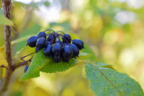 Eleutherococcus senticosus (Siberian Ginseng)
