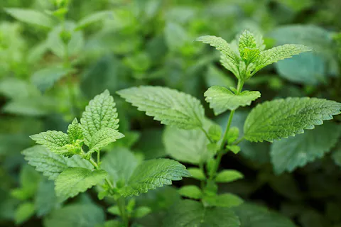 Melissa officinalis (Lemon Balm)