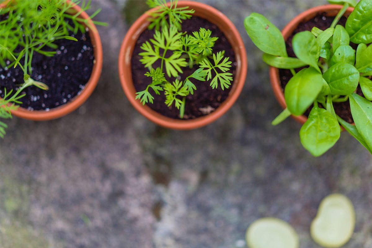 plastic-free-plant-feature.jpg