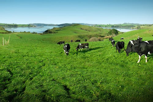 grass-fed dairy cows