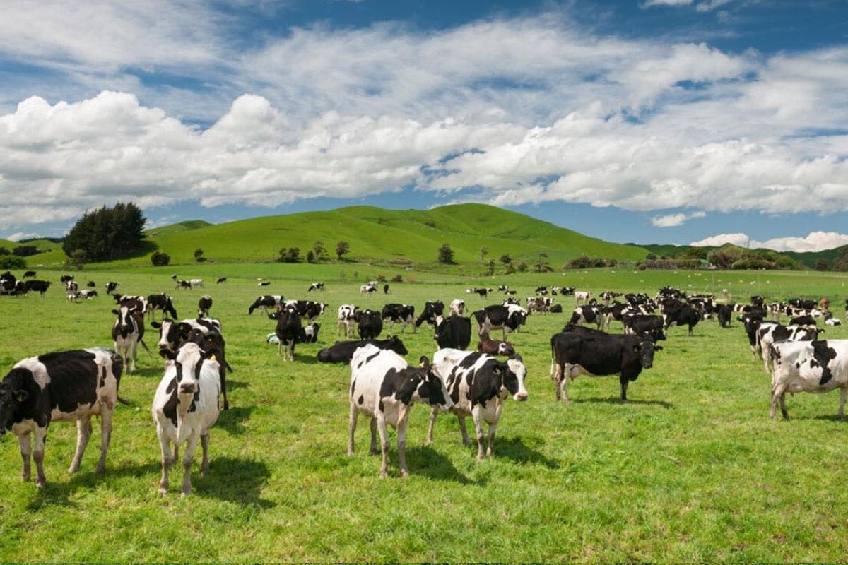 fonterra-happy-cows-feature.jpg