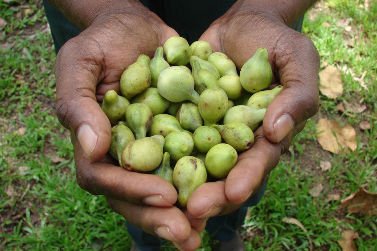 kakadu-plum-feature.jpg