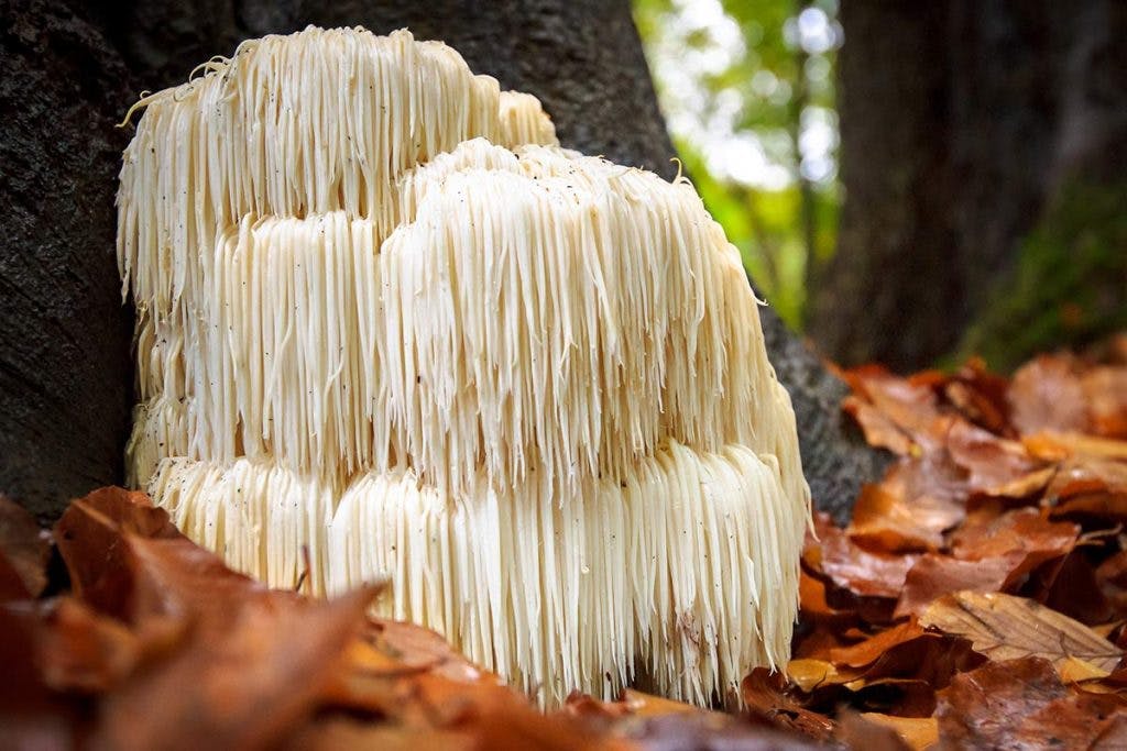 Lions mane mushroom in the wild