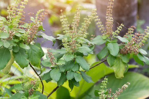 Holy Basil