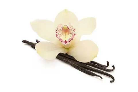 Vanilla Bean 
