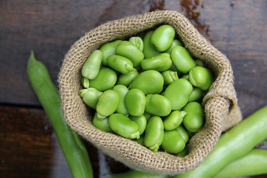 Fava bean protein